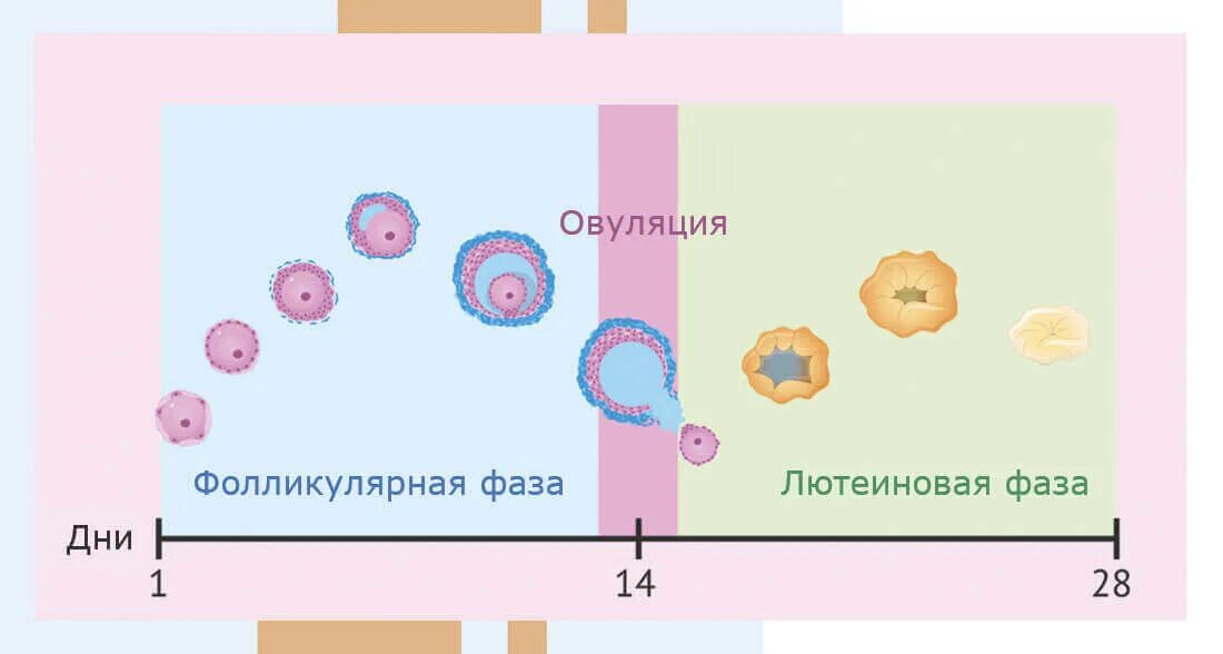 Признаки овуляции после первой беременности. Фолликулярная и лютеиновая фаза. Фазы фолликулярная овуляторная и лютеиновая. Овуляция и лютеиновая фаза. Фолликулярная овуляторная и лютеиновая фаза дни.