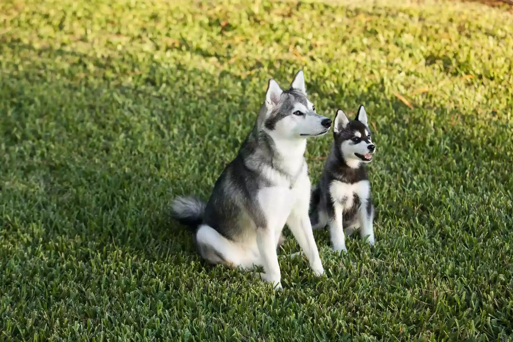 Кли. Кли. Кли. Кли. Кли.