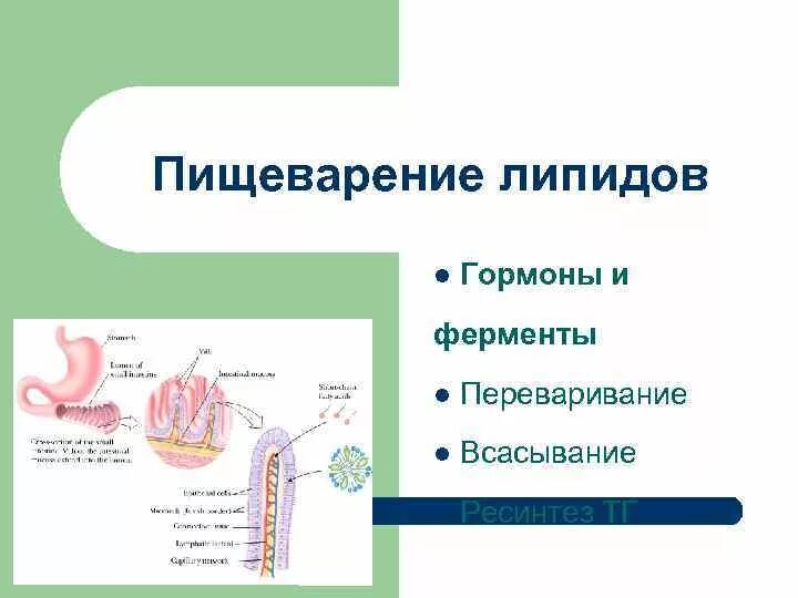 Расщепление липидов последовательность. Схема переваривания жиров. Схема всасывания липидов. Схема переваривания липидов. Переваривание липидов биохимия.