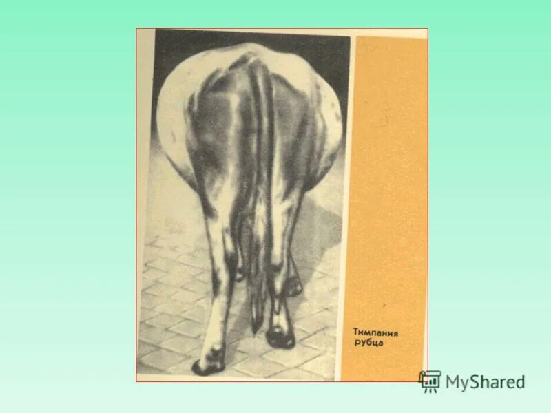 тимпания жвачных животных. тимпания вскрытие. тимпания вскрытие. гипотония преджелудков у крс. патогенез тимпании рубца.