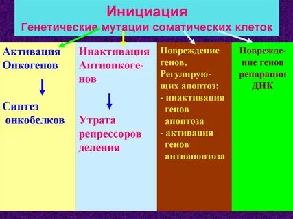 Соматический и генетический
