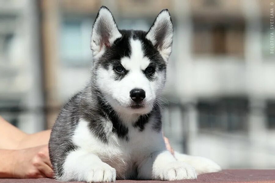 Имена для хаски. Клички для собак мальчиков хаски. Сибирский хаски. Имена для хаски девочки. Имена для хаски девочки.