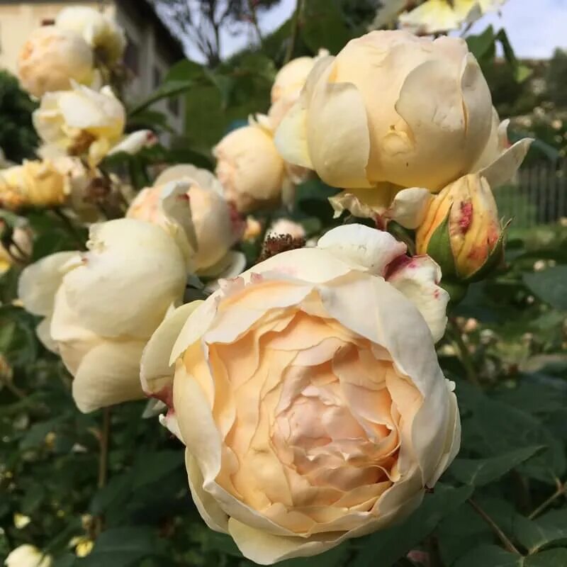 роза джуди обскур. джуд обскур энциклопедия роз. роза джус де обскур. сорт розы джуд де обскур. роза джуди де обскур.