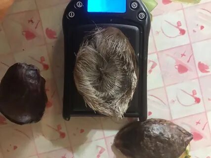 Кабарга мускус