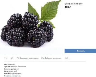 Ежевика характеристика сортов