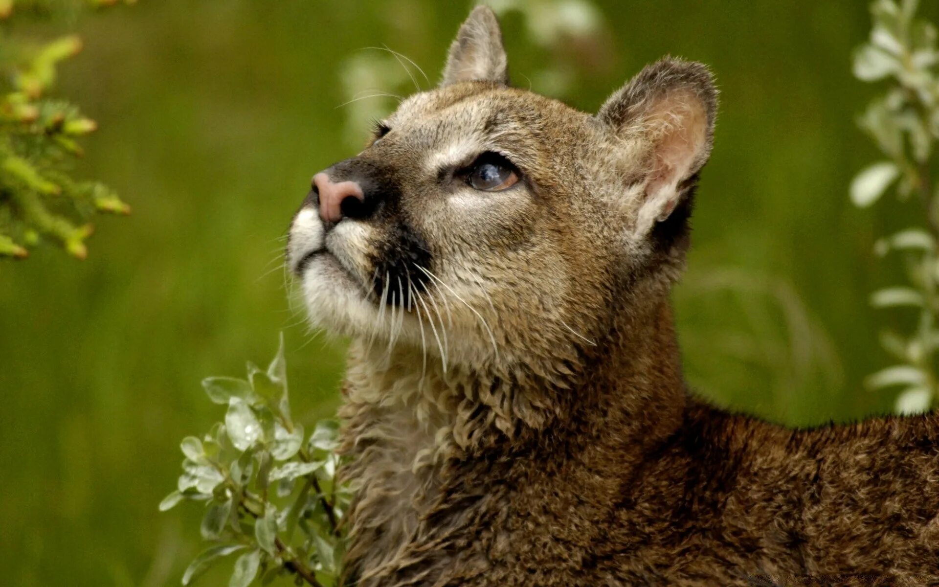 Миллер животных. Карликовая Пума. Puma concolor costaricensis. Чилийская патагонская Пума. Puma concolor Puma.