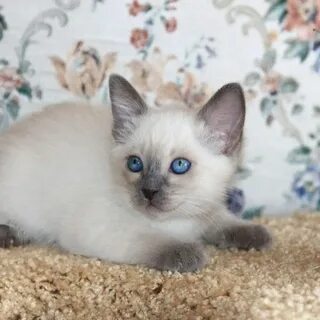 Тайский котенок в добрые