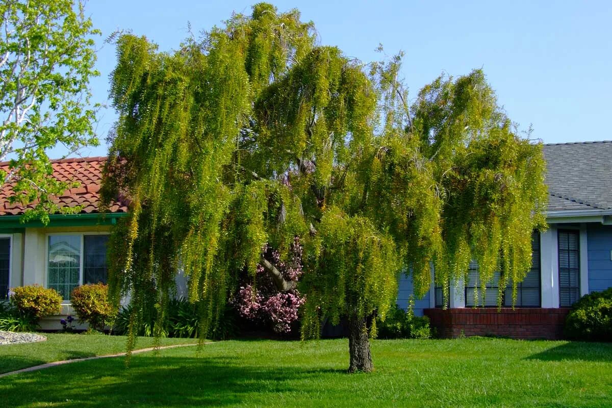 Плакучая ива фото. Ива вавилонская (salix babylonica). плакучая курайская ива. ива росистая пендула. ива белая плакучая.