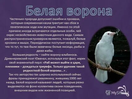 Быть белой вороной значение