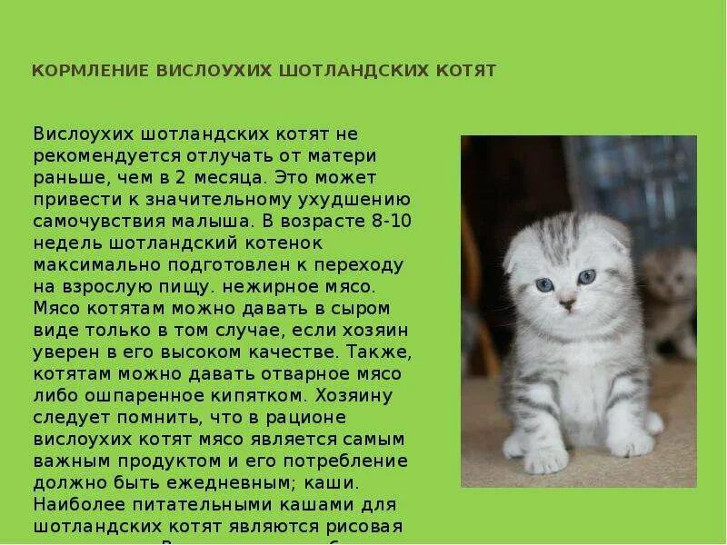 Как кормить котенка кормом. Как кормить котенка в 2 месяца шотландца вислоухого. Чем кормить 1 месячного котенка в домашних условиях шотландского. Как кормить 2 месячного котенка шотландского вислоухого котенка. Кормление шотландского вислоухого котенка в 2 месяца.