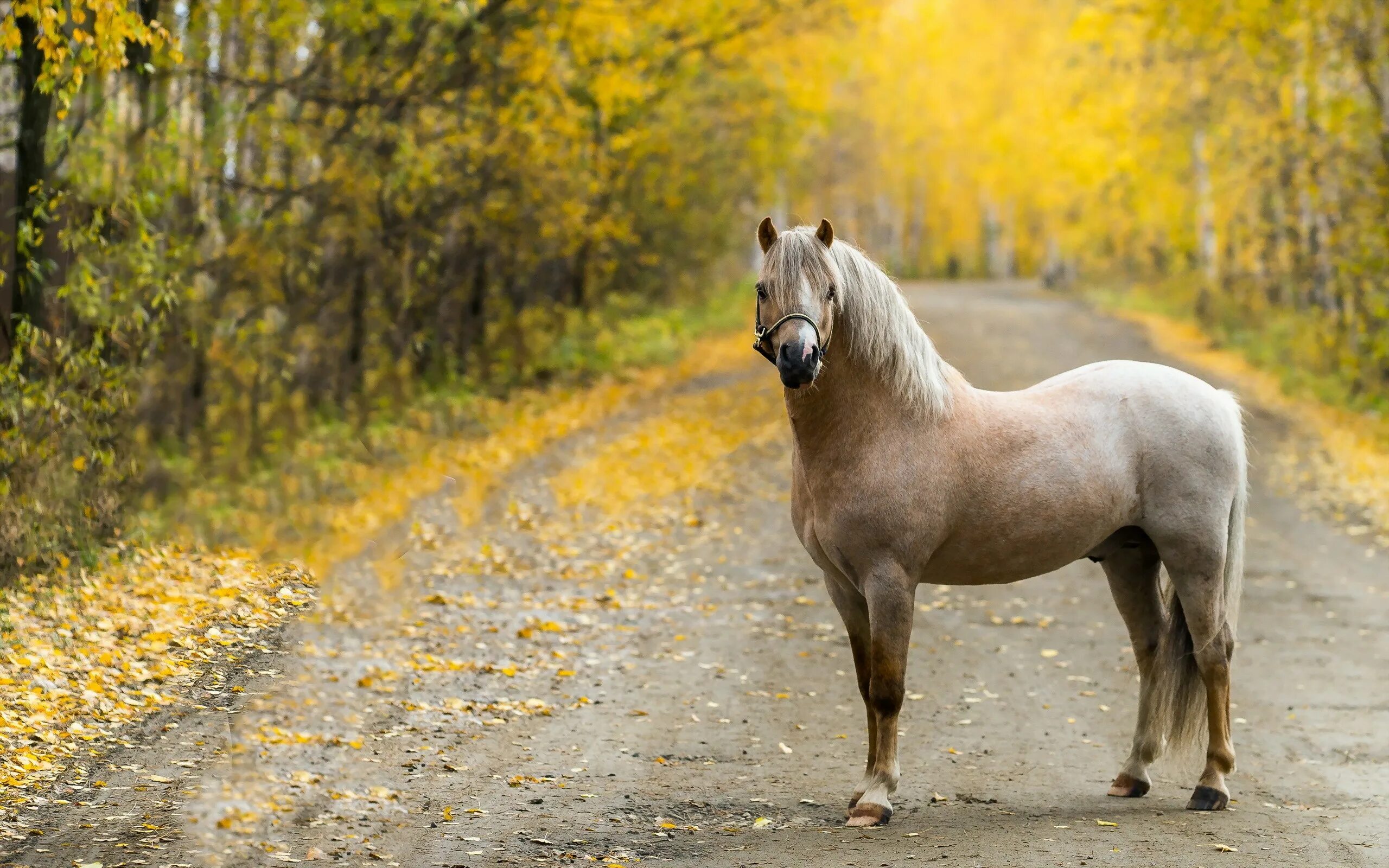 Horses fall. Лошадь осень. Лошади осенью. Лошади на рабочий стол. Лошадь фото.