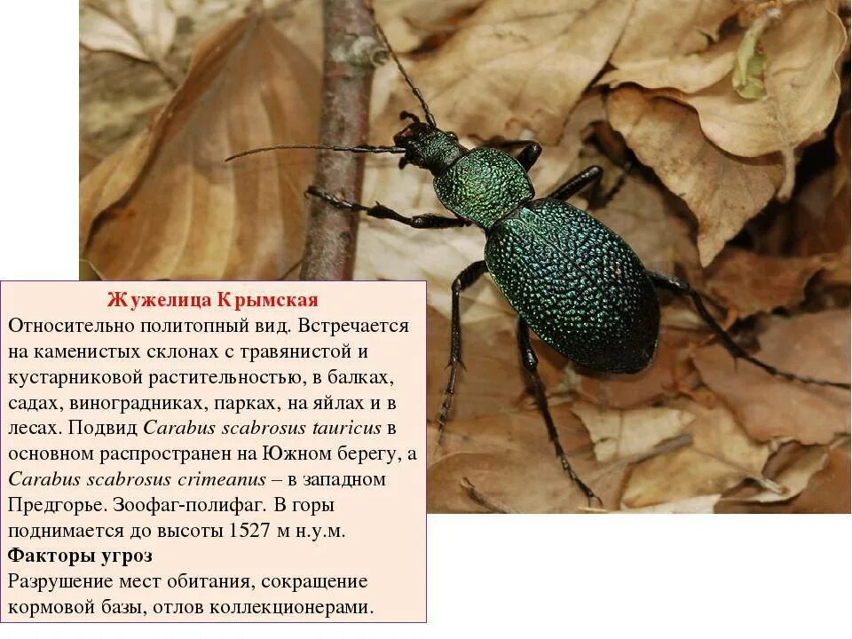 Окружающий мир 4 класс сообщение жужелица кавказская. Жужелица описание насекомого. Окружающий мир 4 класс сообщение жужелица кавказская. Жужелица кавказская описание. Жук жужелица кавказская.