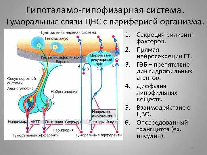 Гипоталамо гипофизарная система функции. 6. Гипоталамо-гипофизарная система. Гипоталамо-гипофизарная система СТГ. 5. Гипоталамо-гипофизарная система. 1.1. Гипоталамо-гипофизарная система.