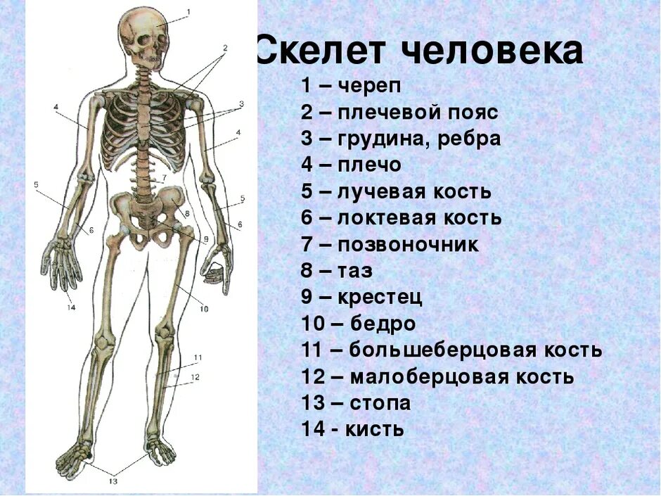 Строение и состав скелета человека