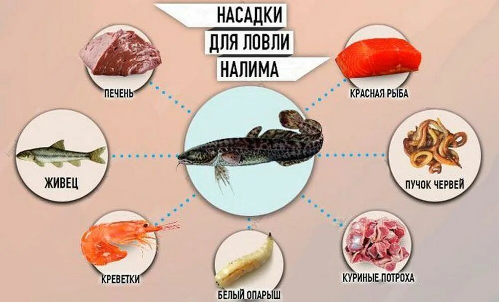 Почему рыба не мясо. Наживка для ловли налима. На что ловить налима. Рыбалка на налима наживка. Наживка для ловли налима зимой.