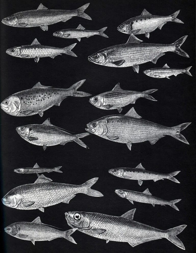 отряд сельдеобразные представители. форма сельди. виды селедки. сельдеобразные сардина. большеголовая сардинелла.