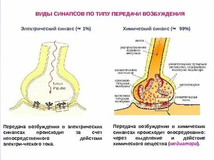 Передача нервного возбуждения