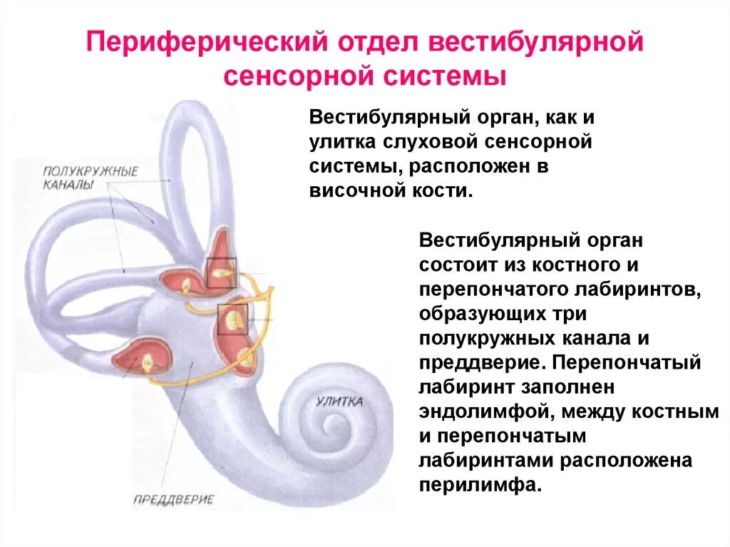 В состав вестибулярного аппарата входят полукружные. Вестибулярная система строение вестибулярного аппарата. Функции полукружных каналов вестибулярного аппарата. Функции периферического отдела вестибулярного анализатора. Функции вестибулярной сенсорной системы.