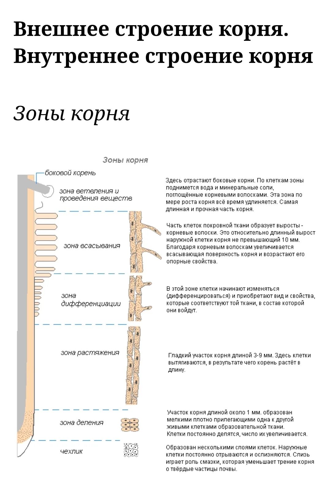 Корневой волосок это вырост клетки. Корневые волоски это выросты наружных клеток зоны. Корневые волоски функции 6 класс биология. Строение клеток корневых волосков.