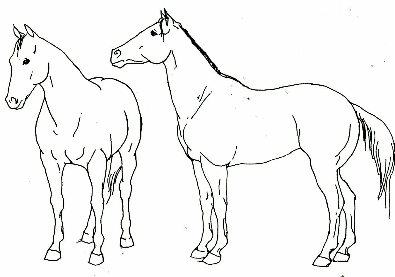 Лошадка для рисования. Лошадь рисунок. Лошадь карандашом. Рисунки лошадей для срисовки. Лошадь карандашом для детей.