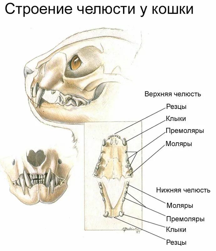 Какую особенность имеют резцы у грызунов. Строение челюсти и зубов у кошек. Зубы моляры и премоляры у кошек. Строение зубов у кошек схема. Строение нижней челюсти кошки.