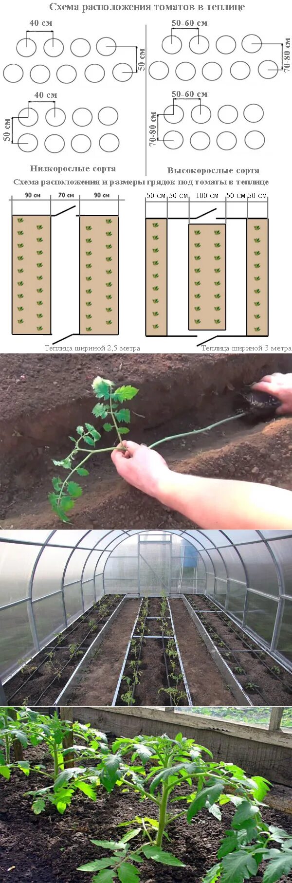 Через какое расстояние сажать помидоры в теплице. Высаживание помидоров в теплице. Посадка томатов в теплице. Посадка томатов в теплице из поликарбоната. Схема посадки томатов в теплице.