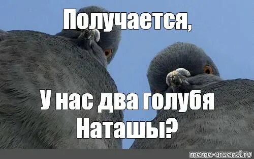 Анекдоты про голубей. Смешные мемы про голубей. Голубь прикольный. Смешные мемы про голубей. Мемы с голубями.