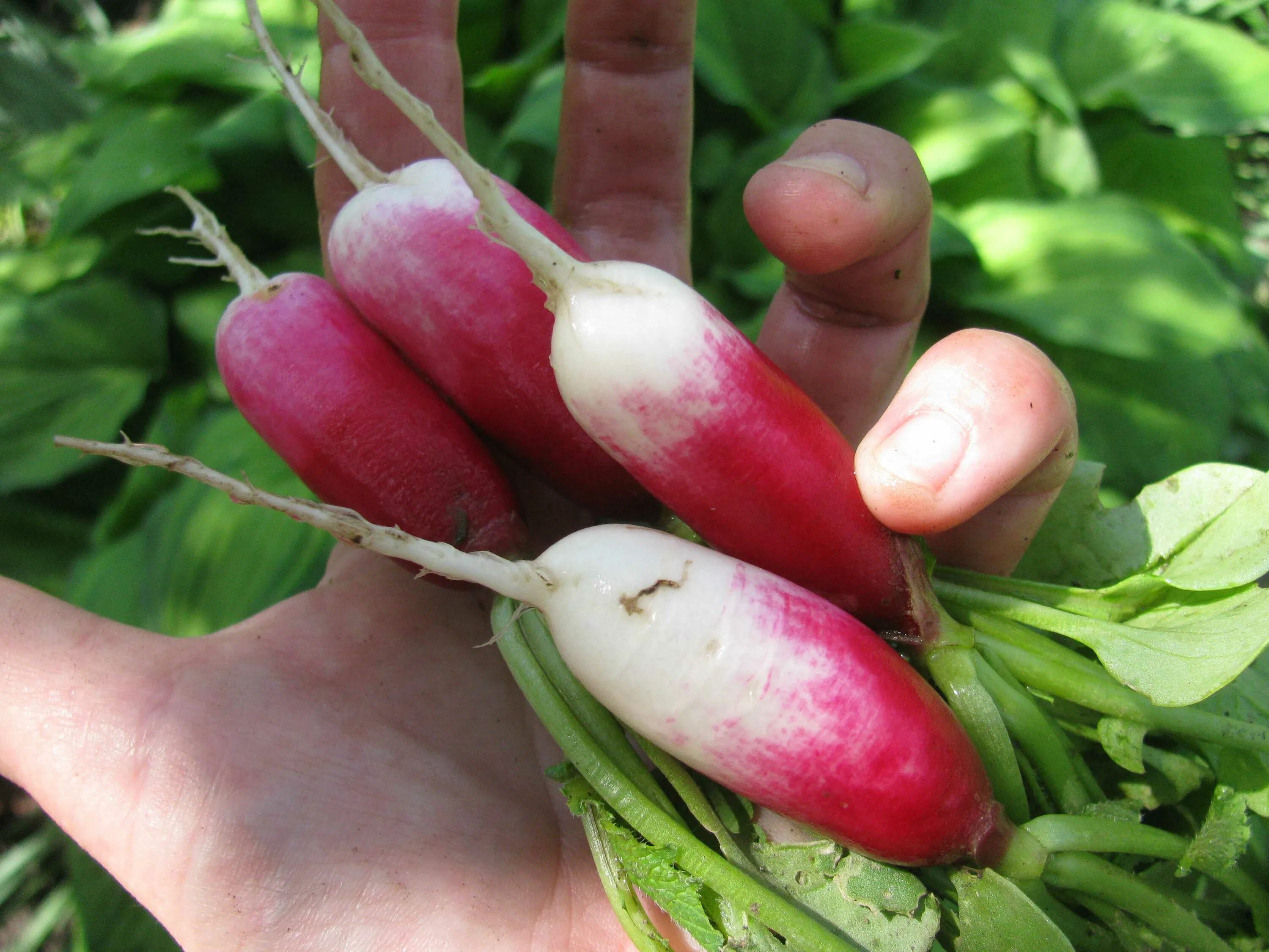 Семена редис geolia «18 дней». Редис дуэт. Редис сорт дамские пальчики. Редис 18. Редис 18 дней удачные семена.