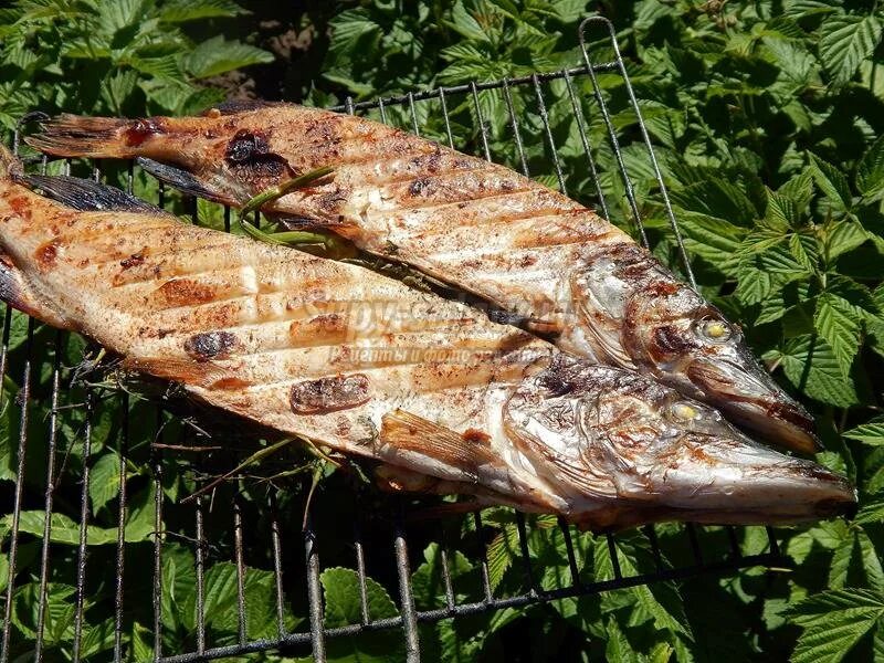 Как приготовить щуку на костре. Как приготовить щуку на костре. Уха на костре в котелке. Щука на костре. Щука на костре.