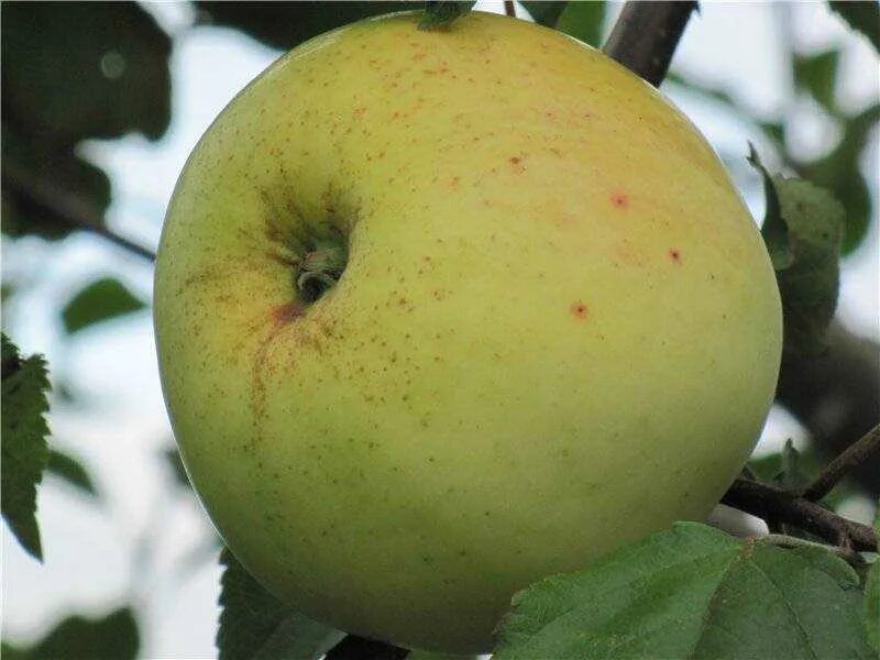 Сорт яблони Антоновка. Яблоня штамбовая "Антоновка". Антоновка (сортотип яблони) сорта яблони.