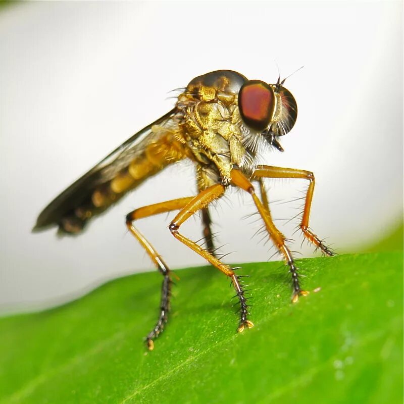 Двукрылые размер. Муха (насекомое) двукрылые. все виды двукрылых. diptera картинка. diptera.