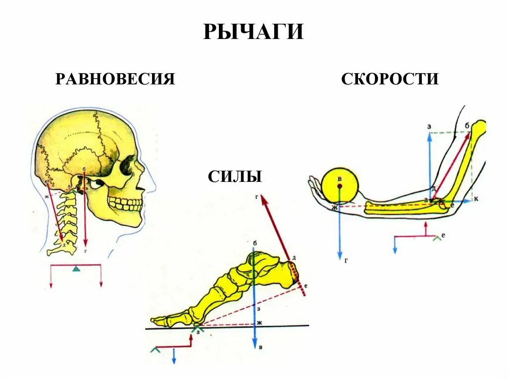 2 рычаг в скелете человека. Кости скелета работающие как рычаги. Рычаг первого рода в биомеханике. Рычажные кости в скелете человека. Рычаг равновесия рычаг силы рычаг скорости.