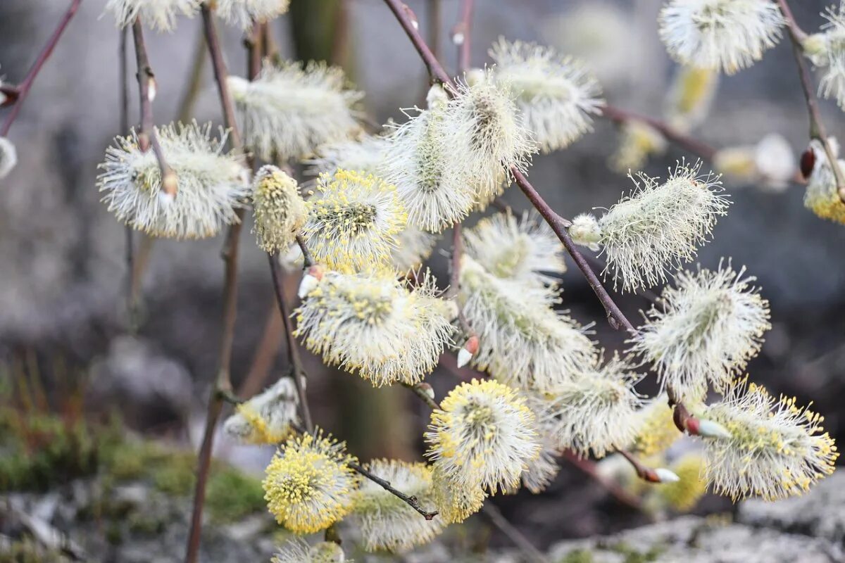 Ива иглолистная. Willow catkins. Ива пепельная цветение. Ива соцветие.