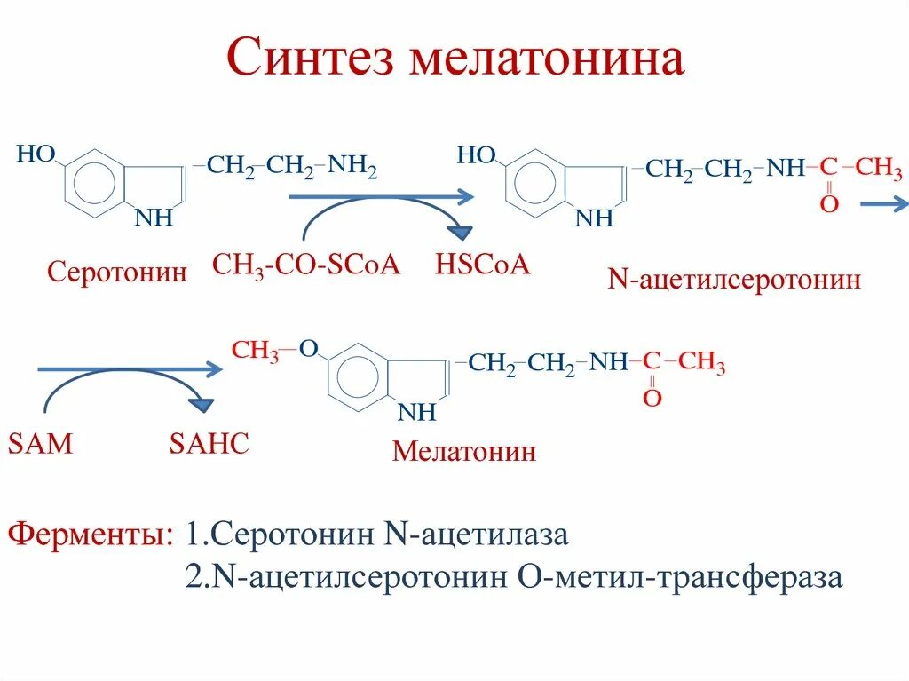 Синтез мелатонина. Реакция образования серотонина. Синтез мелатонина из триптофана. Синтез серотонина биохимия. Серотонин образование биохимия.