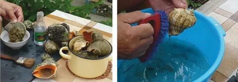 Как почистить ракушку