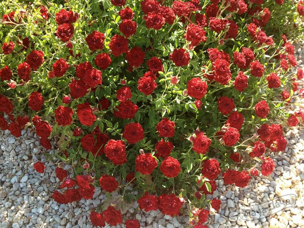 Красное саженцы роз. Ред Каскад почвопокровная.
