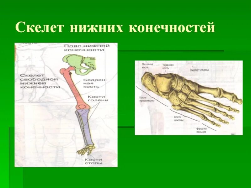 Скелелет нижней конечности. Скелет нижней конечности человека. Скелет ноги биология. Скелет нижних конечностей презентация. 7 скелет конечностей