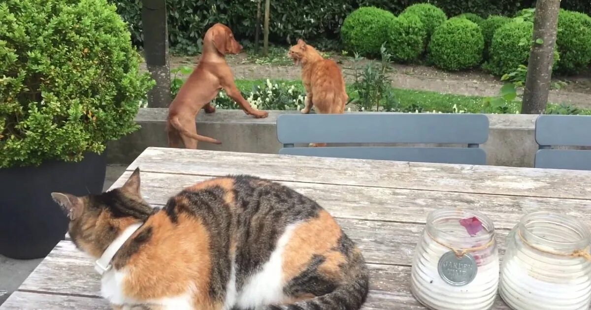 Herding cats. He almost the neighbour s cat. Картун кэт. Город кошек мультфильм. Котик 2 года.