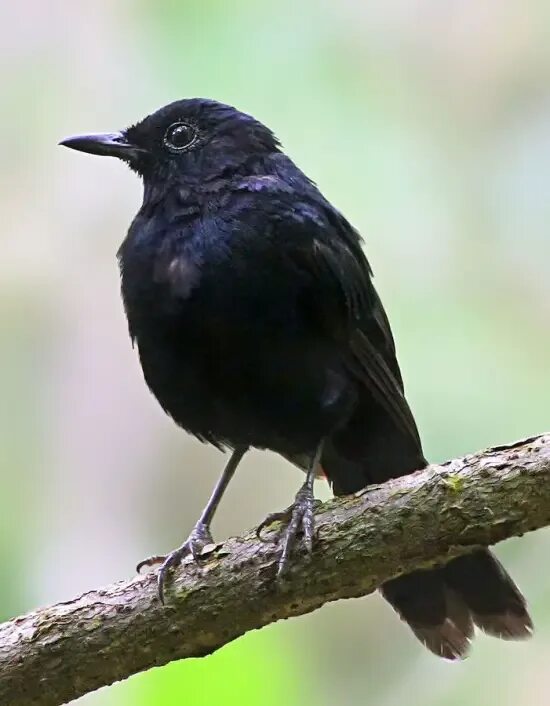 Маленькие темные птицы. Пестрохвостая ворона-флейтист. Маленькая черная птичка. Не бооьшая черная птичка. Маленькая черная птичка с черным клювом.