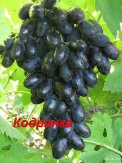 Сорт кодрянка виноград характеристики