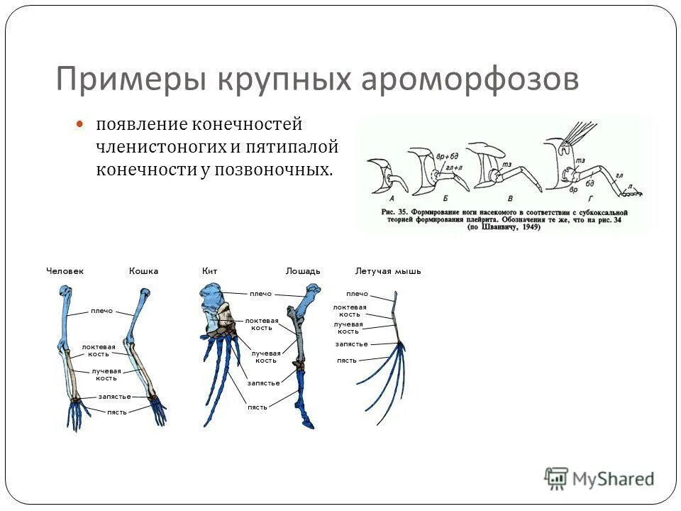 Примером ароморфоза является развитие второго круга К ароморфозам относят