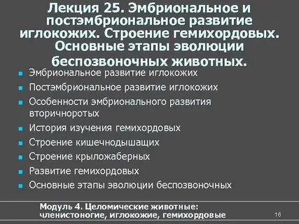 Основные этапы эволюции беспозвоночных
