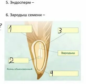 Зародыш семени какой набор хромосом