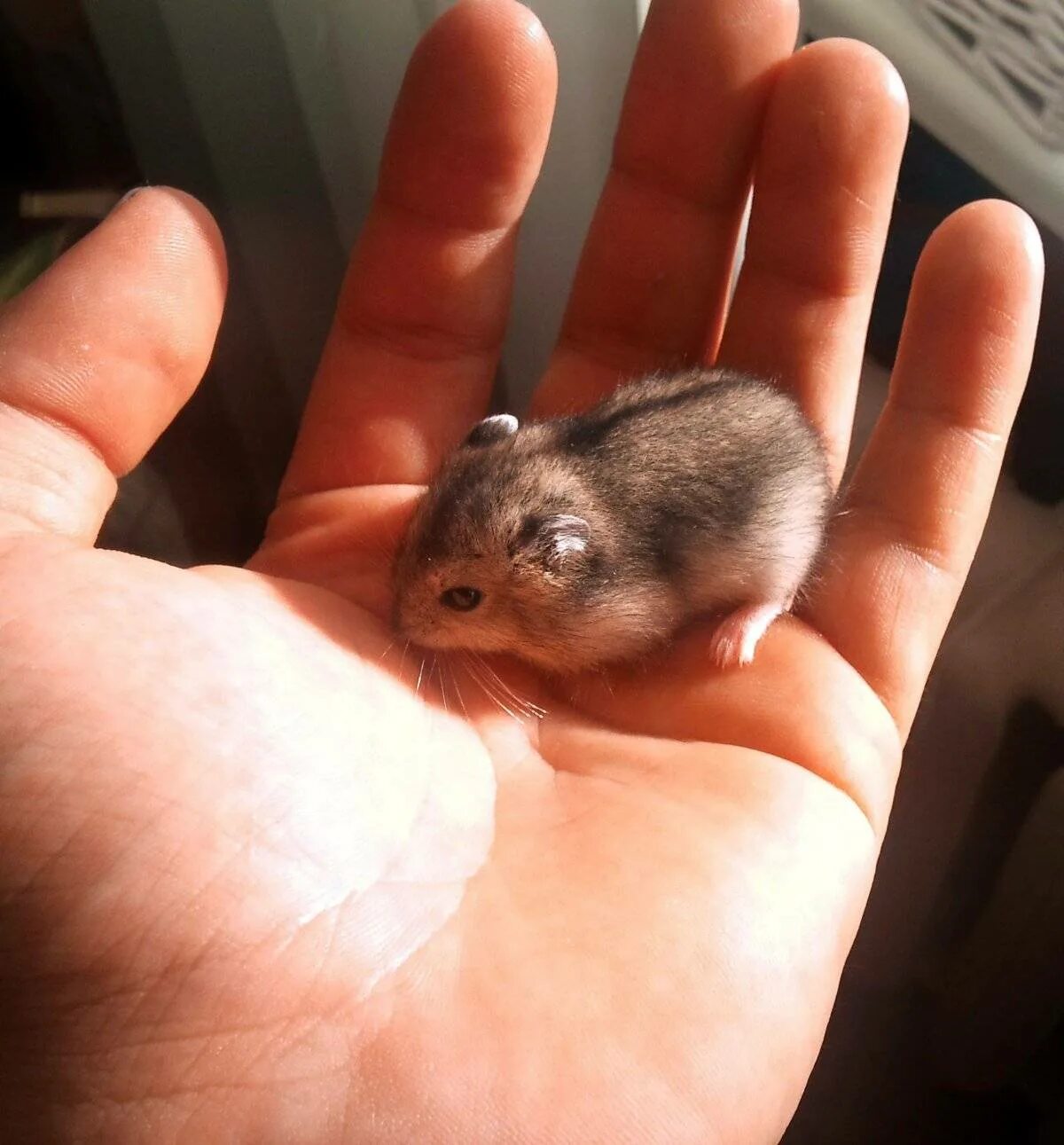 Не растут маленькие