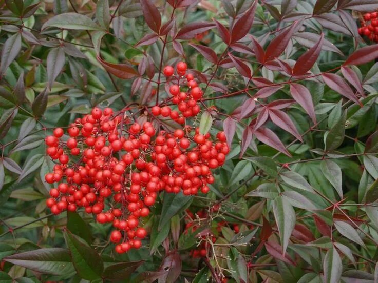 NANDINA domestica (Bambou sacré, nandine) Arbuste, Bambou sacré, Planter des fle