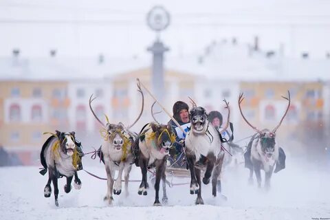 Оленик