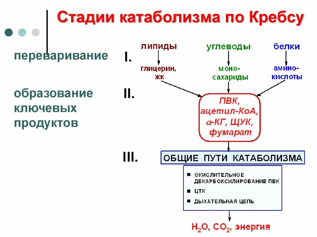 Этапы катаболизма и анаболизма биохимия. Процесс анаболизма и катаболизма этапы. Схема этапы катаболизма веществ. Этапы катаболизма белков.