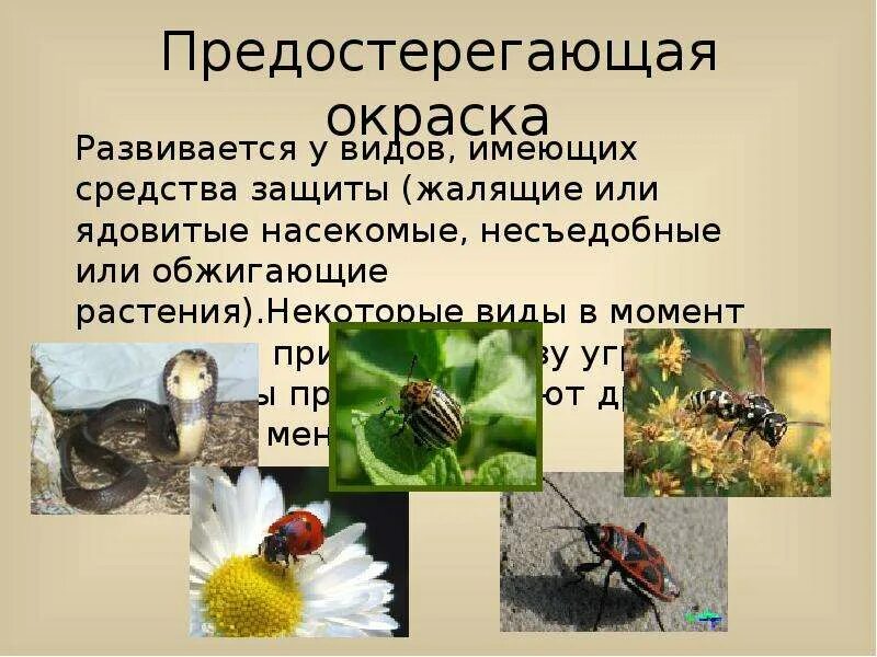 Среда обитания насекомых. Приспособленность насекомых к среде. Приспособление насекомых к воздушной среде. Бабочка приспособление к среде обитания. Адаптация бабочки к среде обитания.