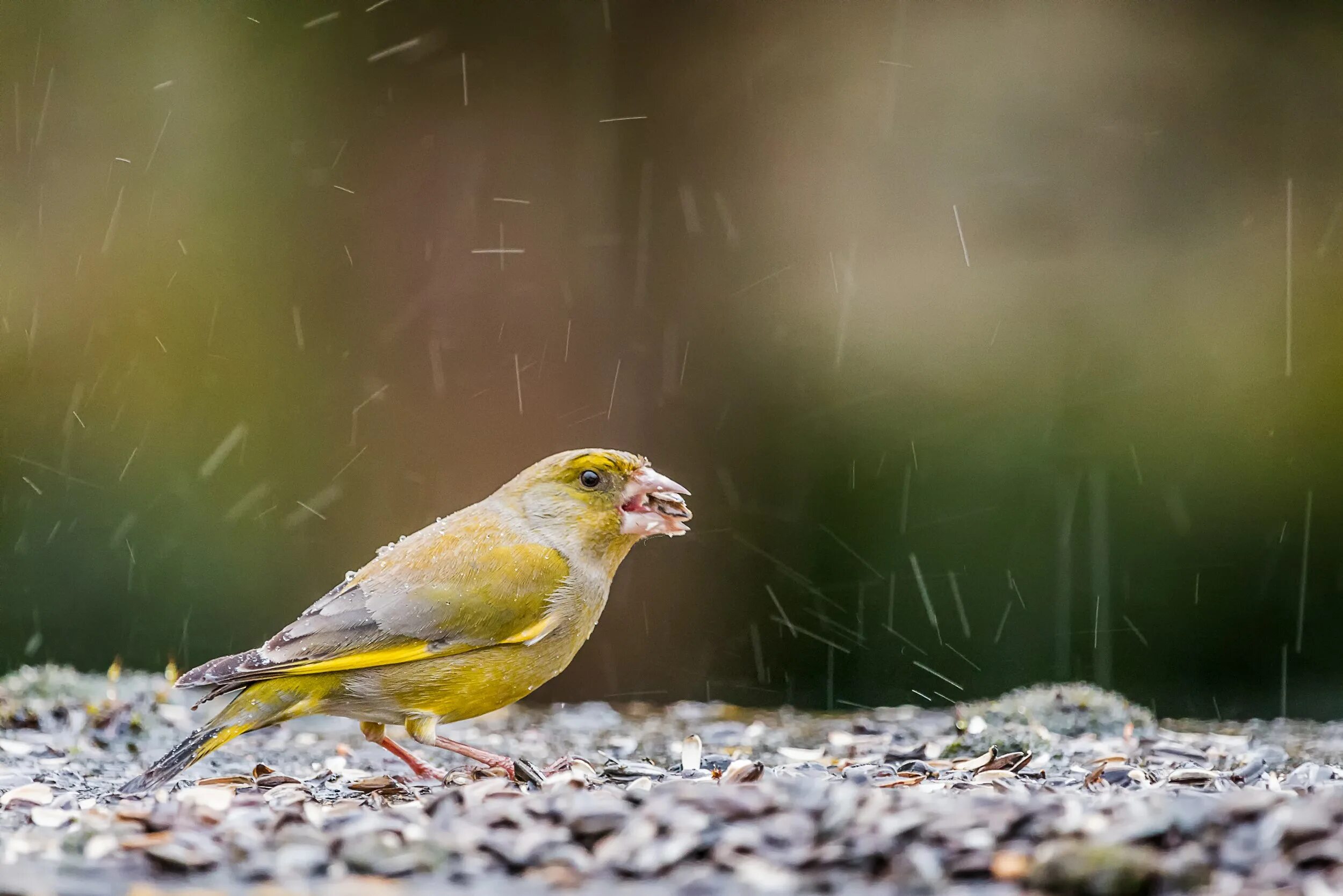 Канарейки в дикой природе. Канарейка дикая. В лесу канарейка минус. Канарейка европейская. Золотокрылые вьюрки.