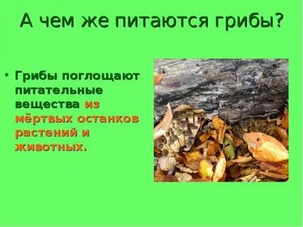 Грибы это какой продукт